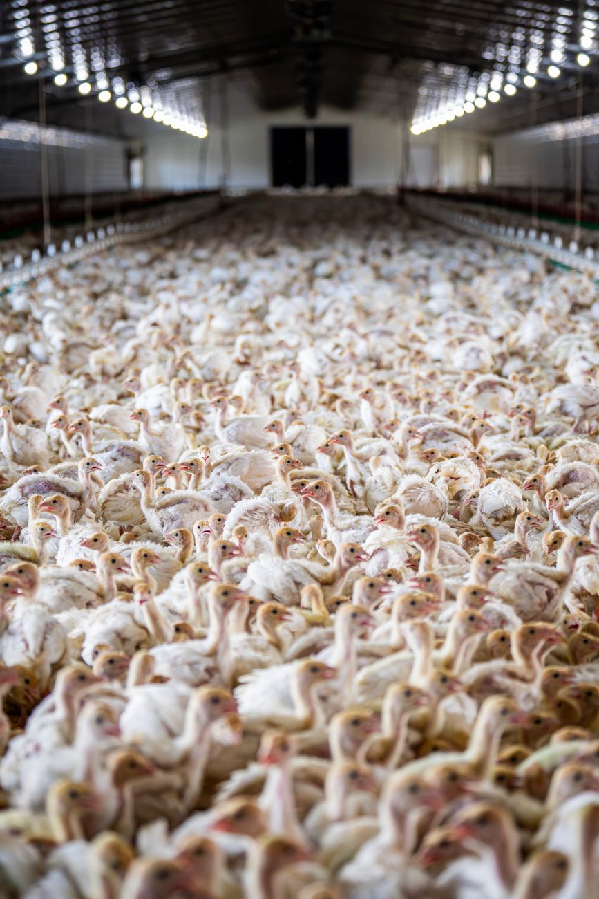 Retomada das exportações de frango e mel à União Europeia pode abrir novas oportunidades; veja como